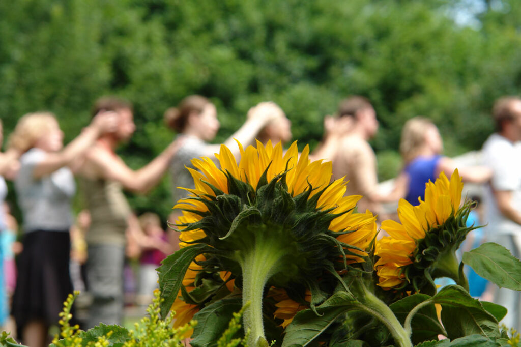 tribal-gathering-sunflower